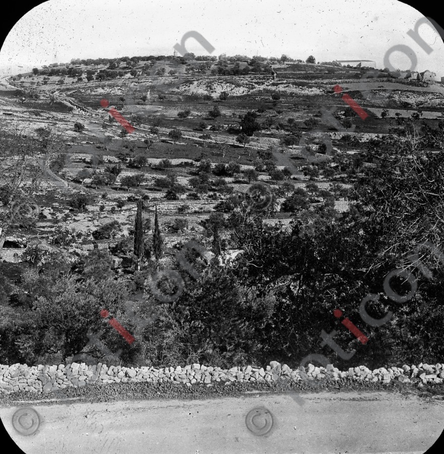 Blick auf den Ölberg | View of the Mount of Olives - Foto foticon-simon-heiligesland-54-025-sw.jpg | foticon.de - Bilddatenbank für Motive aus Geschichte und Kultur
